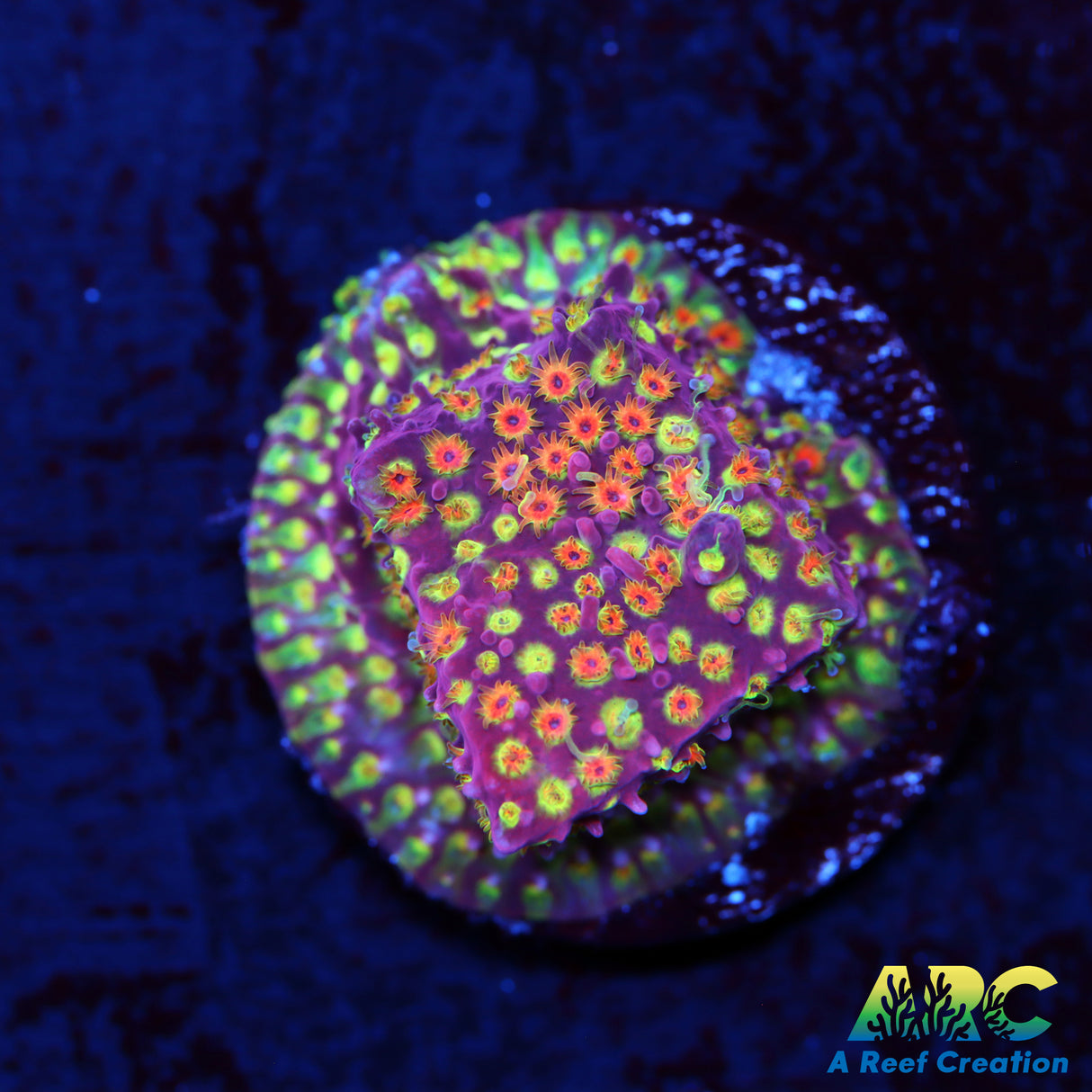 WWC Loony Tunes Stylo