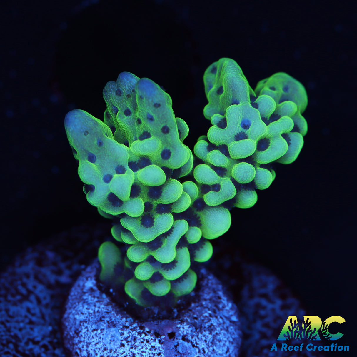 Branching Appleberry Monti