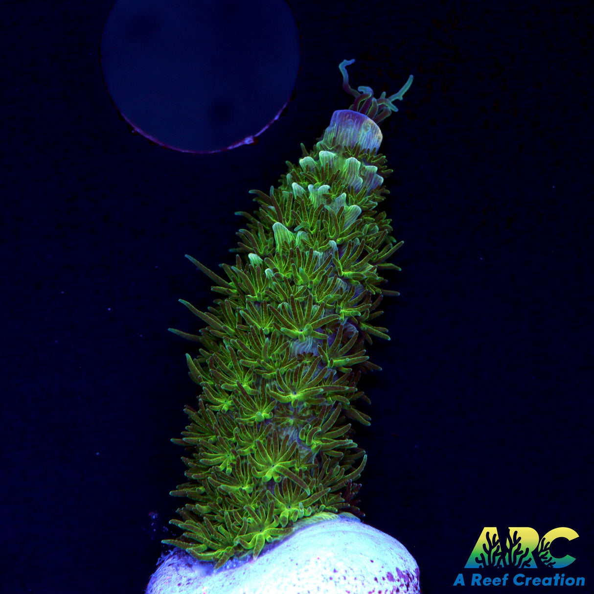 SanJay's Blue Abrolhosensis