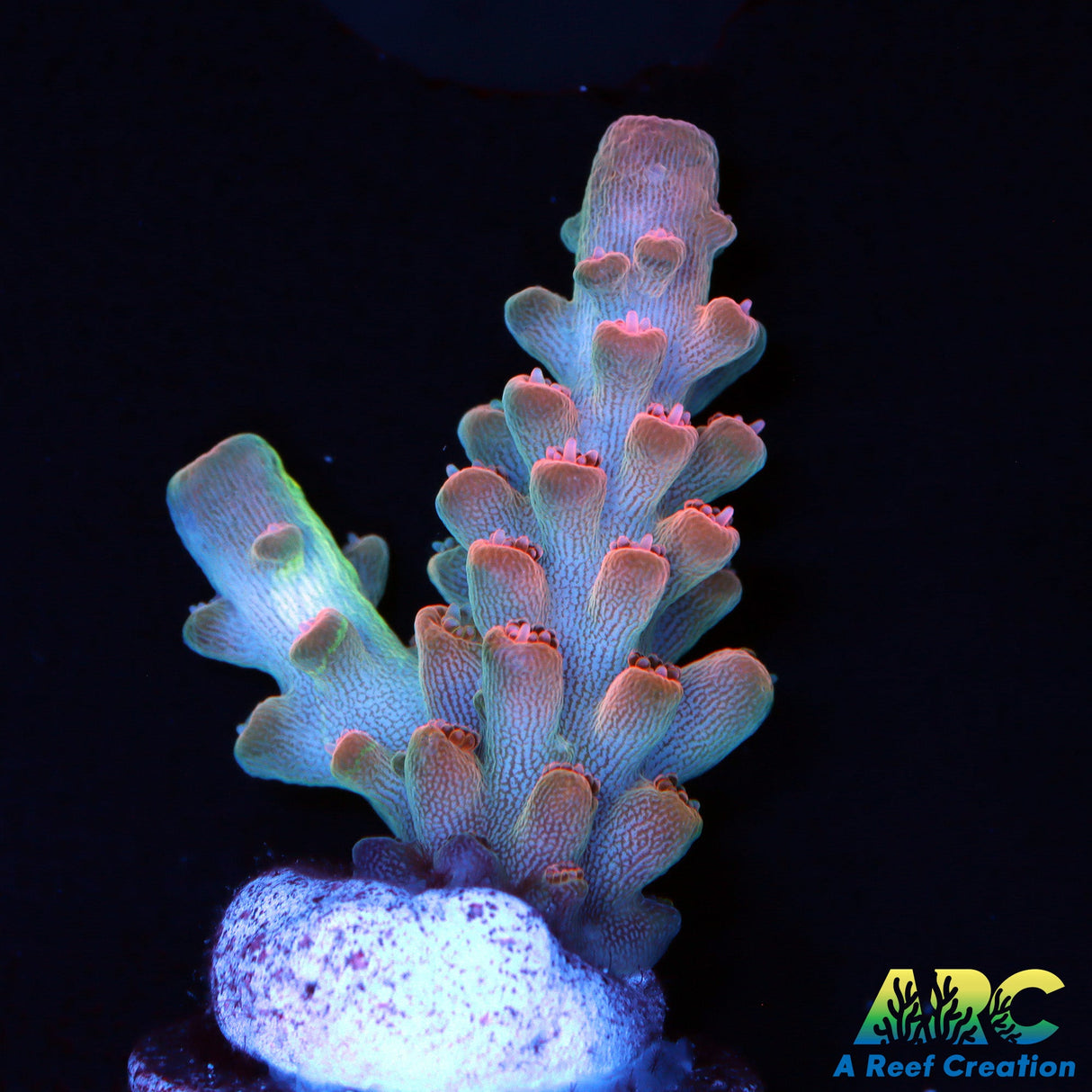 ARC Anthony's Pink granulosa