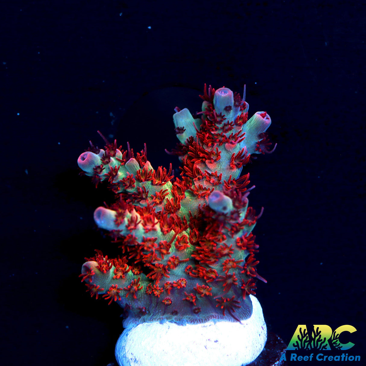 TCK Fuzzy Was a Bear