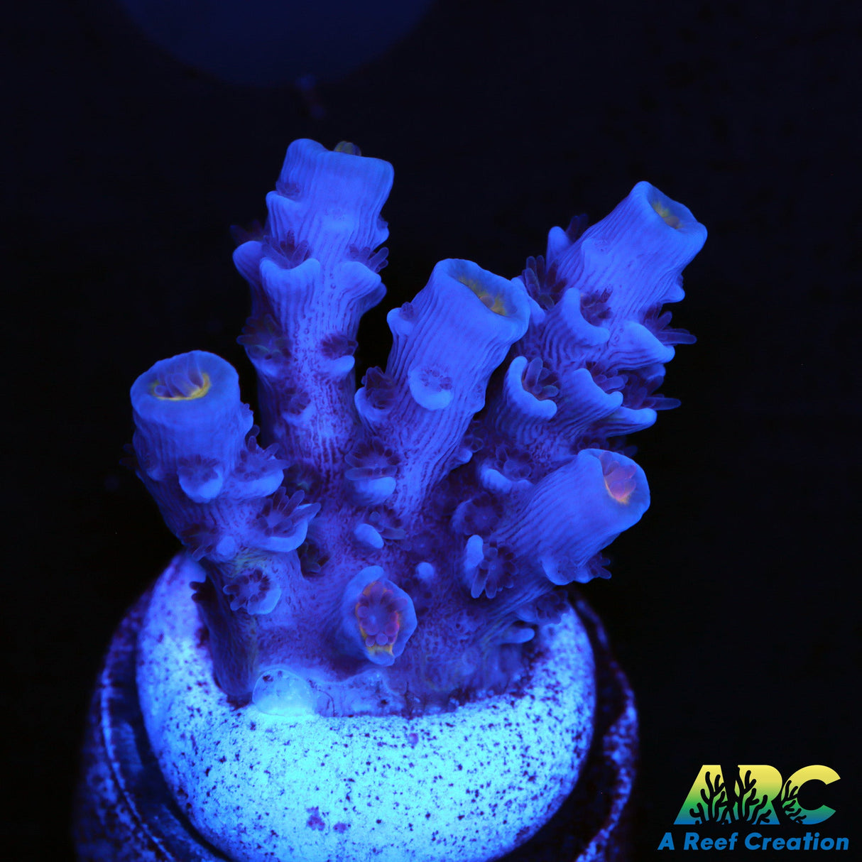 ARC Blue Birds
