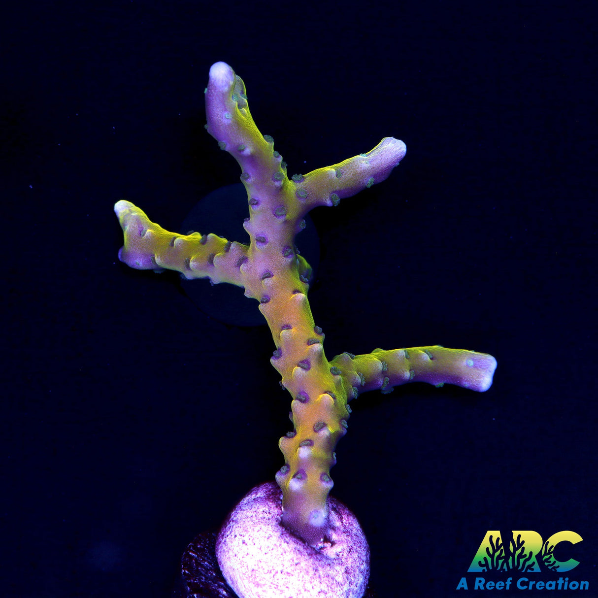 RRC Grafted Golden Rod