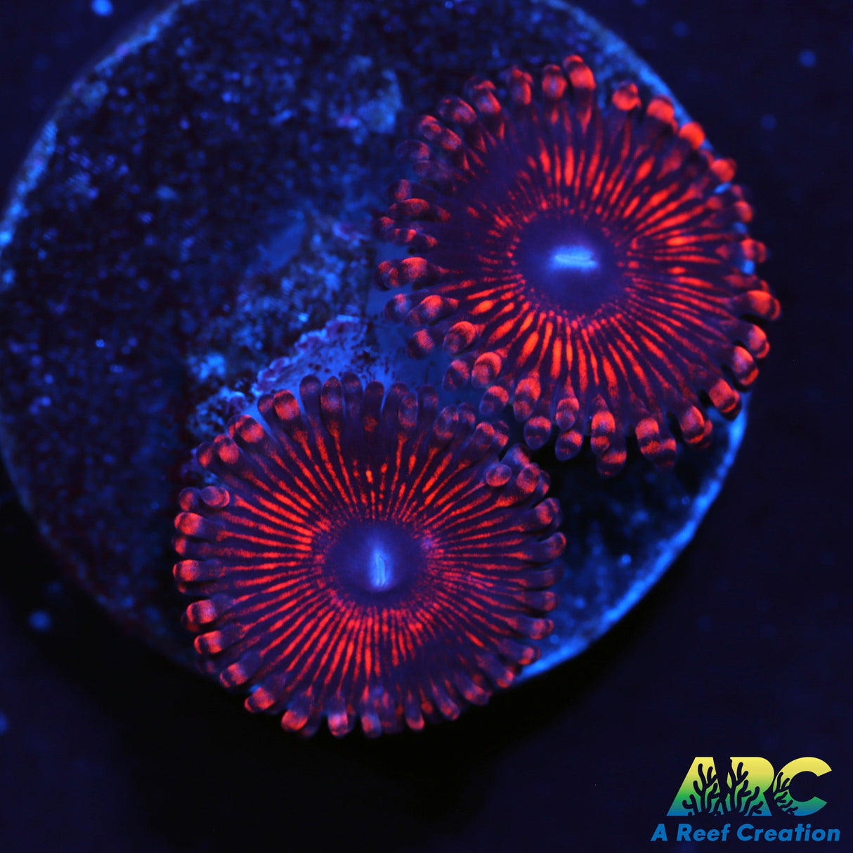 ARC Ant-Mans Zoas