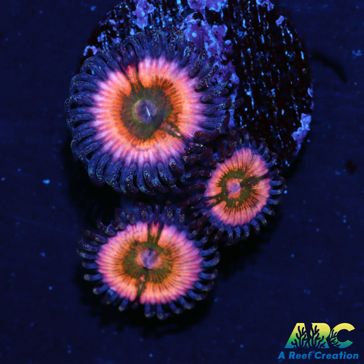 CB Rainbow Infusion Zoas