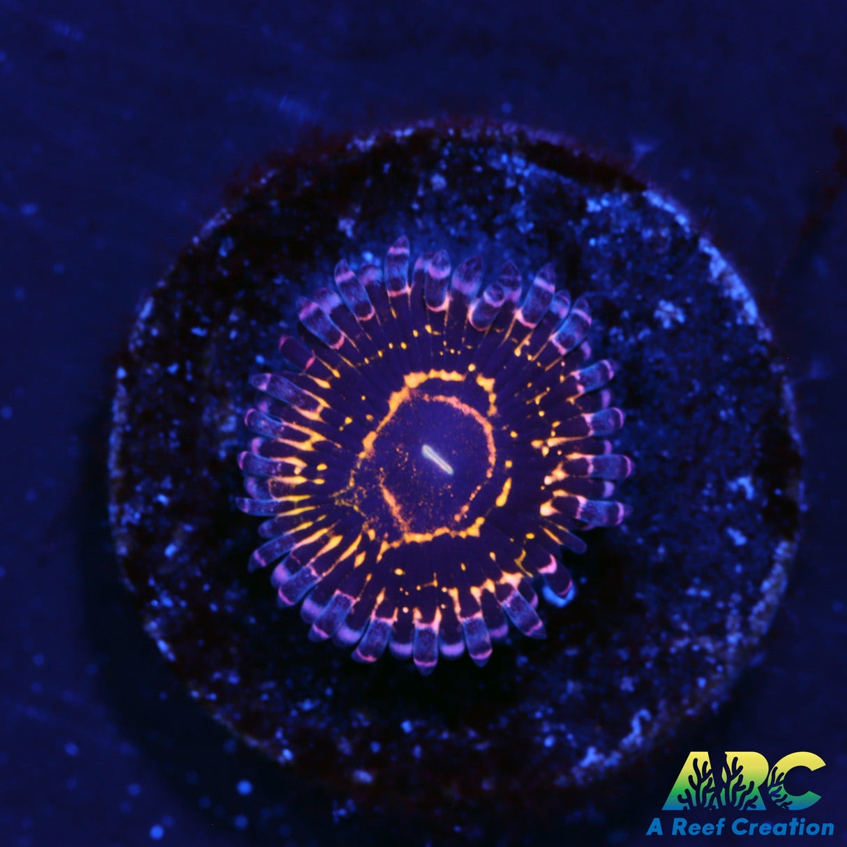 Stratosphere Zoa