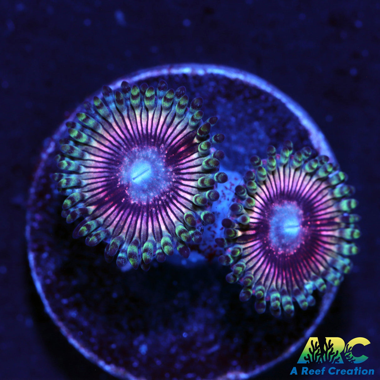 ARC Pink Pony Club Zoa