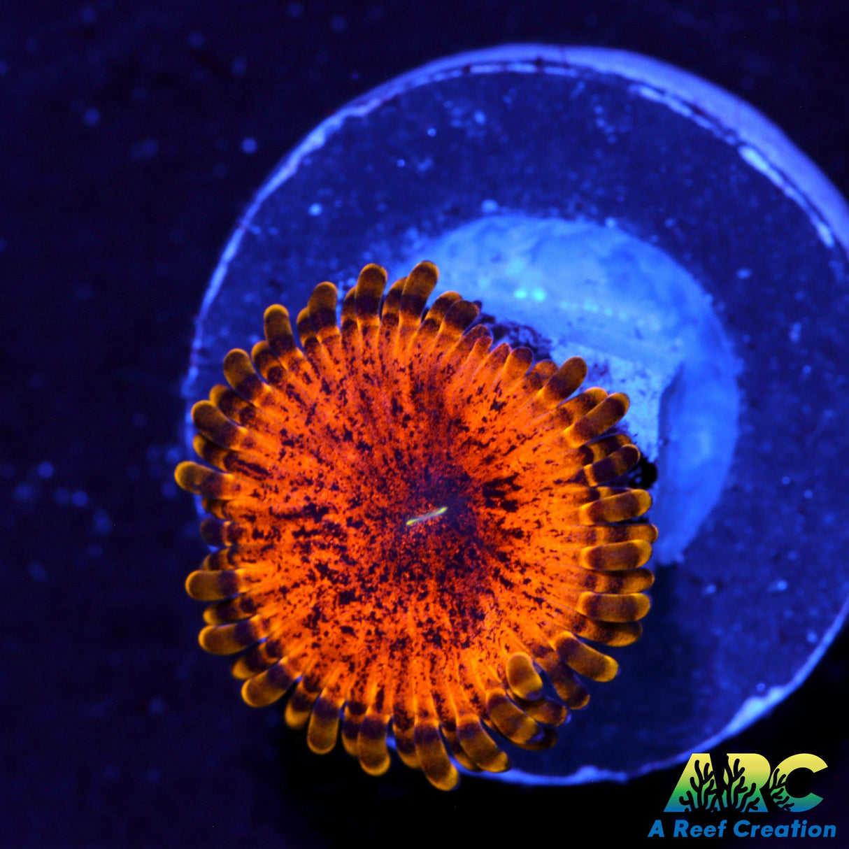 ARC Copperhead Zoa