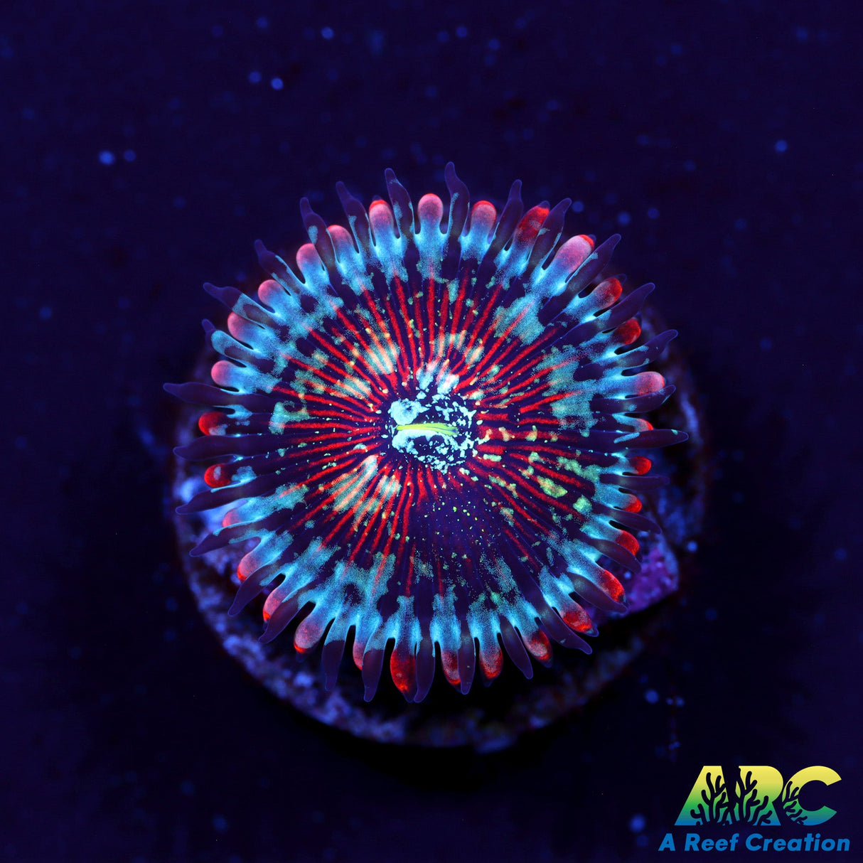 ARC Seduction Zoa
