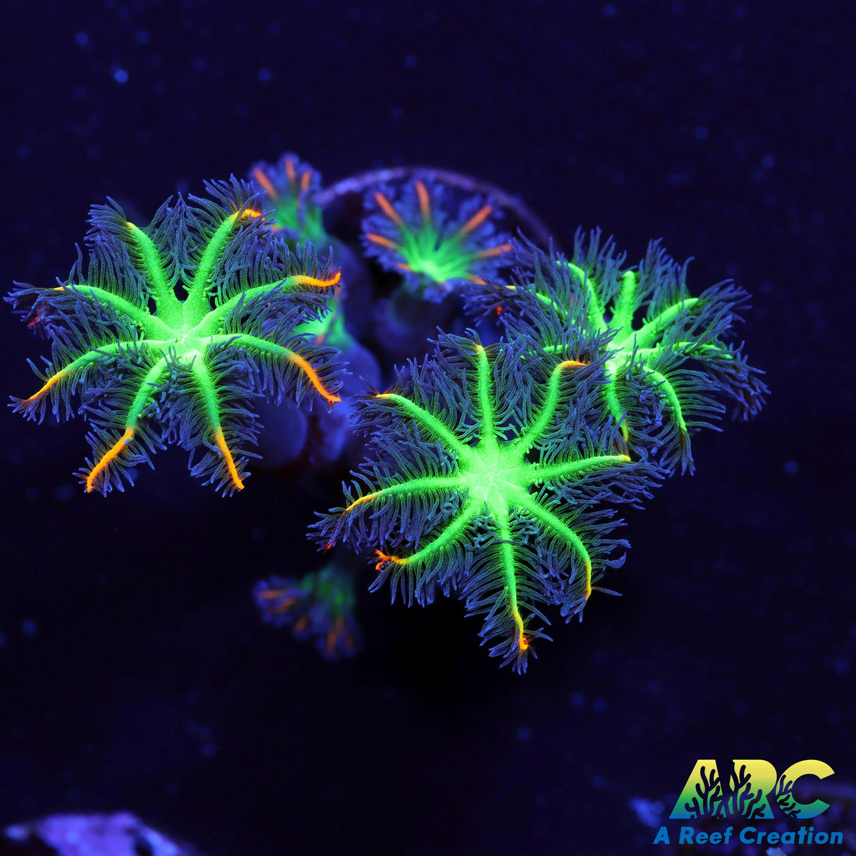 ARC Firecracker Clove Polyps