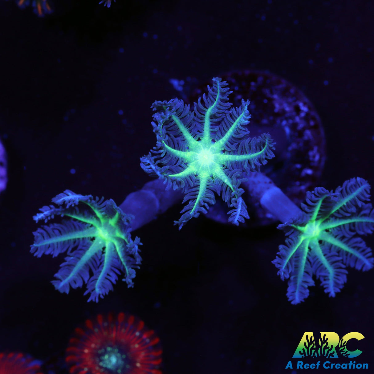 ARC Green Clove Polyps
