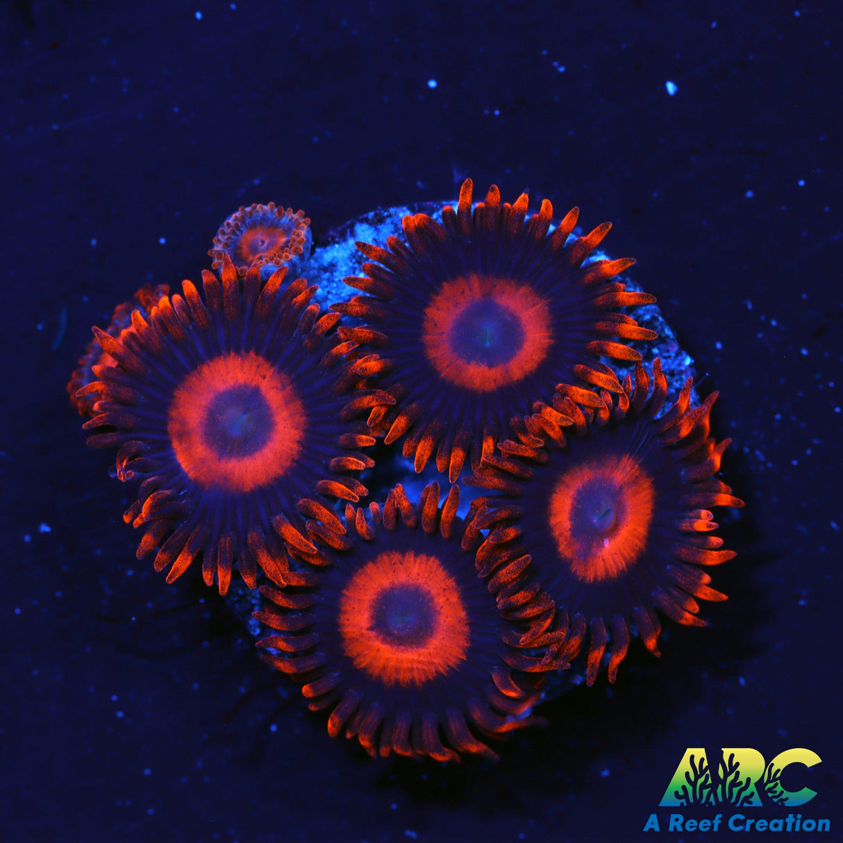 Orange Oxides Zoas