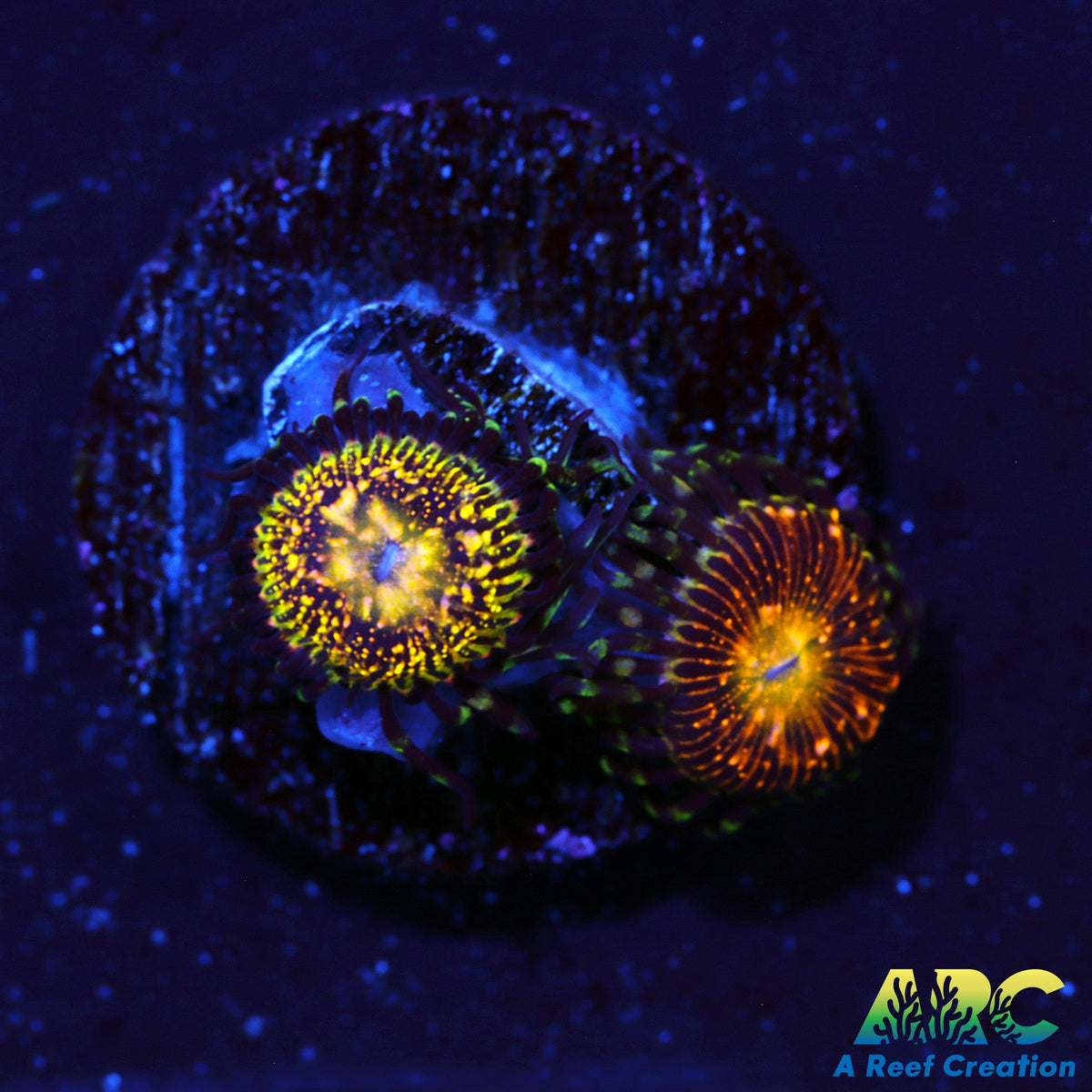 UC Grim Reaper Zoas – A Reef Creation