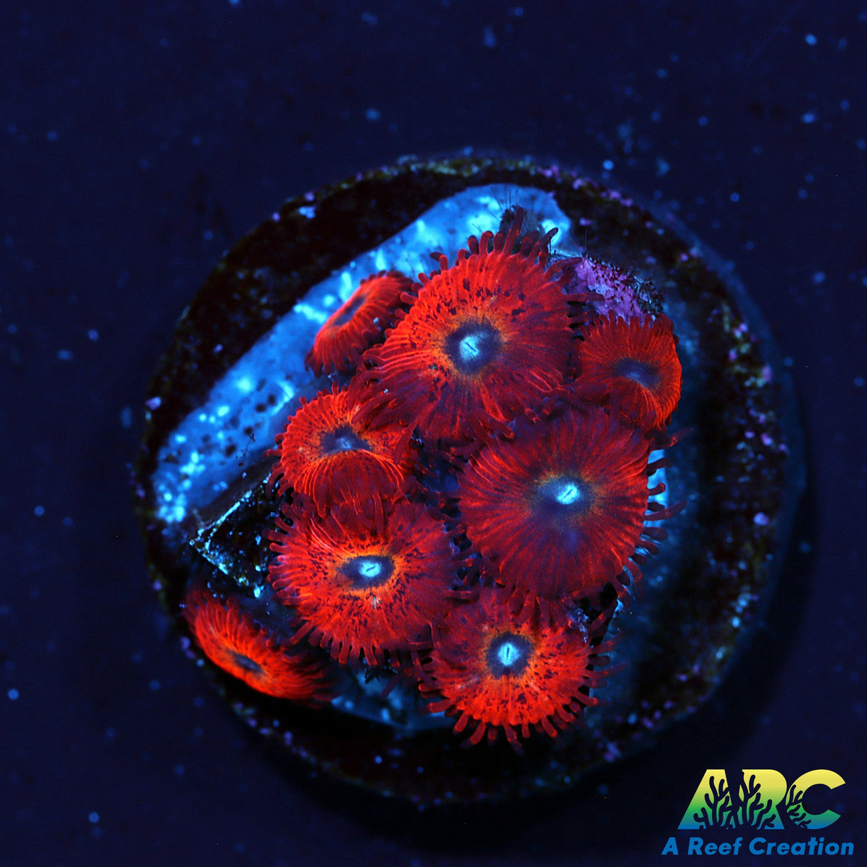 WWC Charmander Zoas