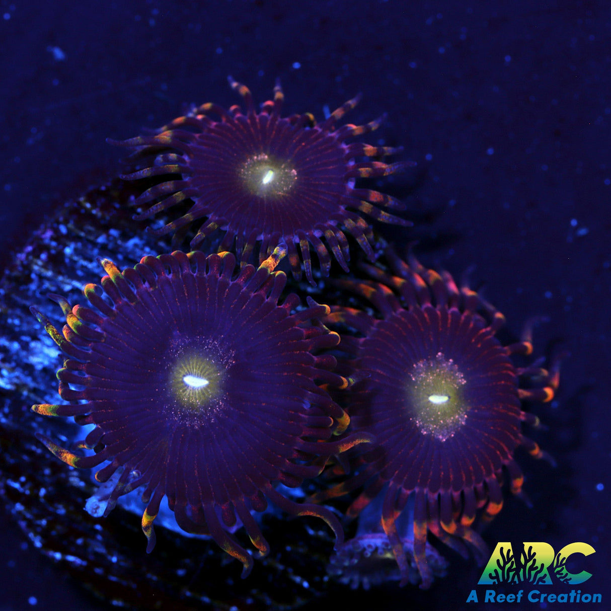 CK Bozo's Birthday Zoas