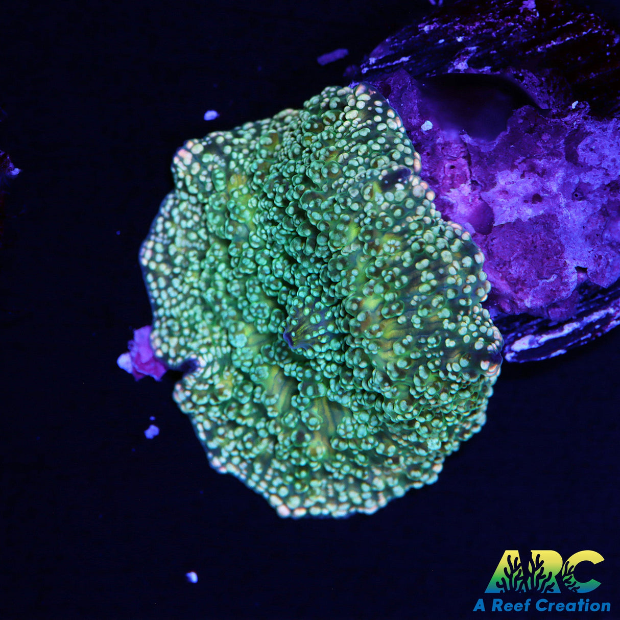 Bubbly Disco Mushroom