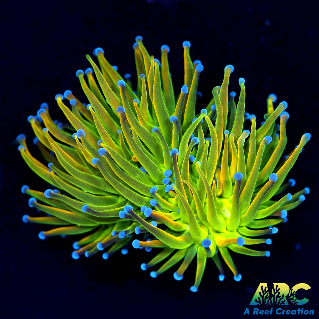 OG Holy Grail Torch Splitting Head