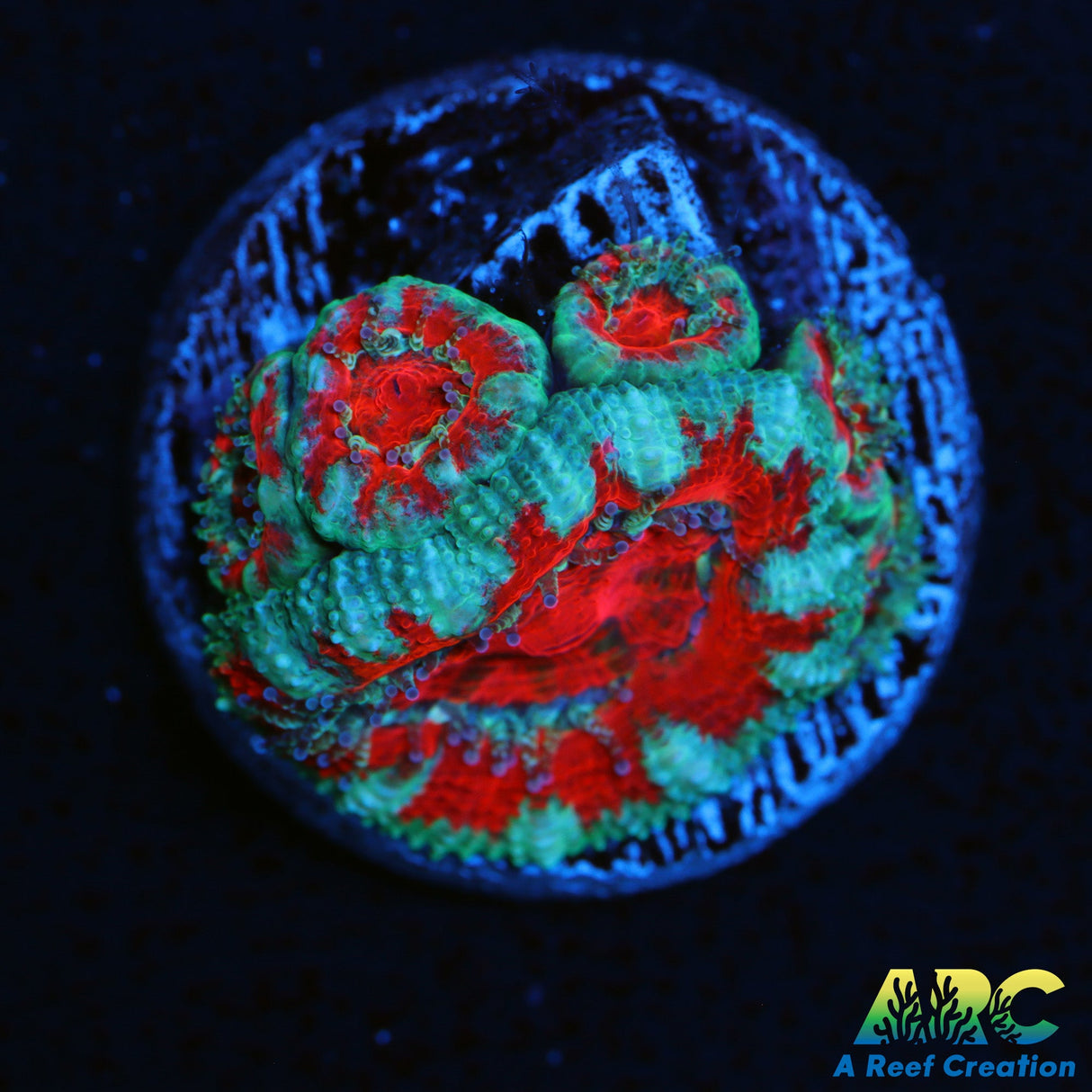 Captive Spawned Acan