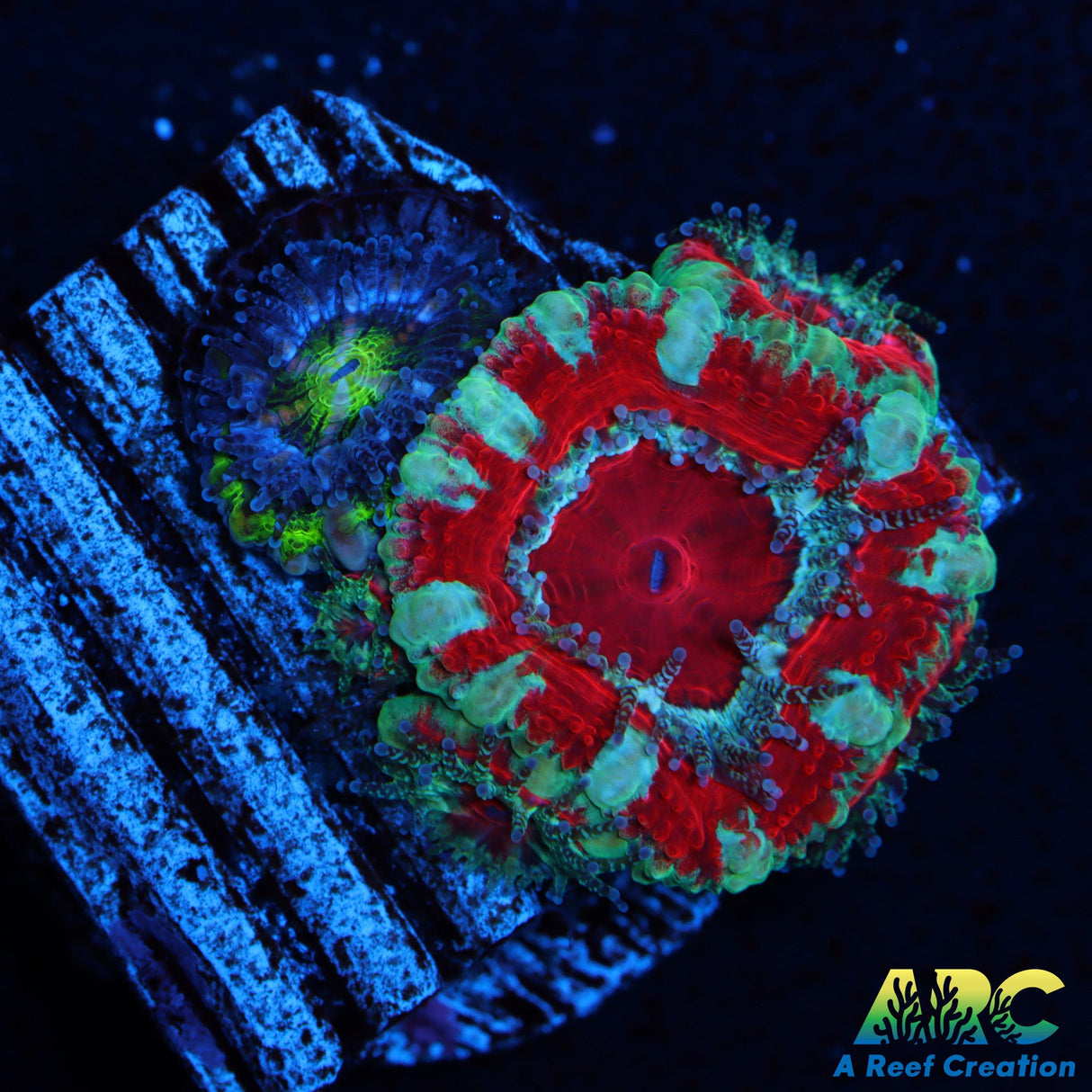 Captive Spawned Acan multi color settled