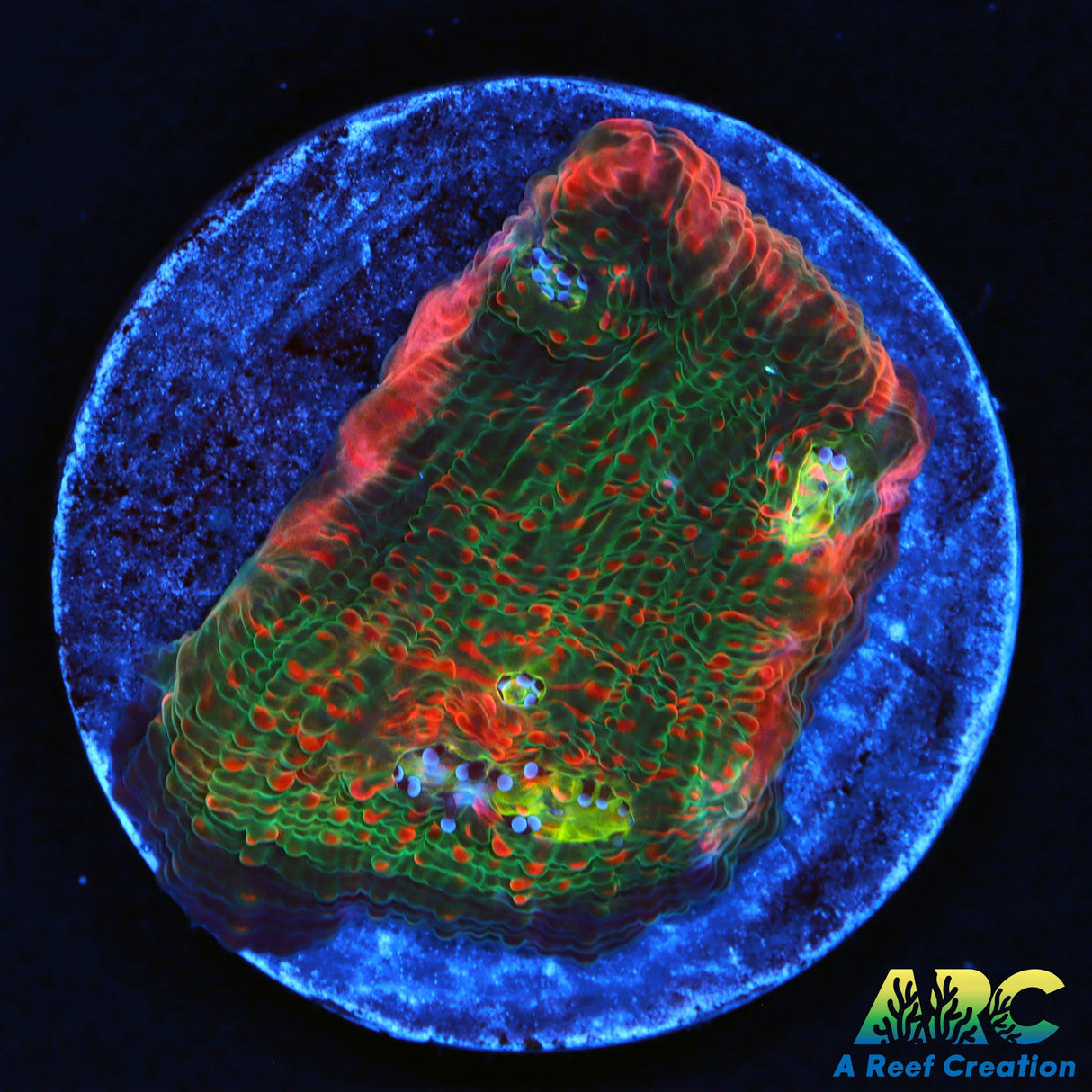 Jake's Watermelon Chalice