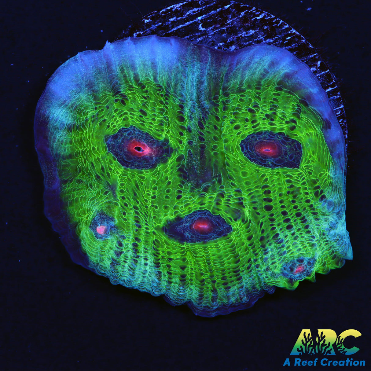 Avatar Chalice