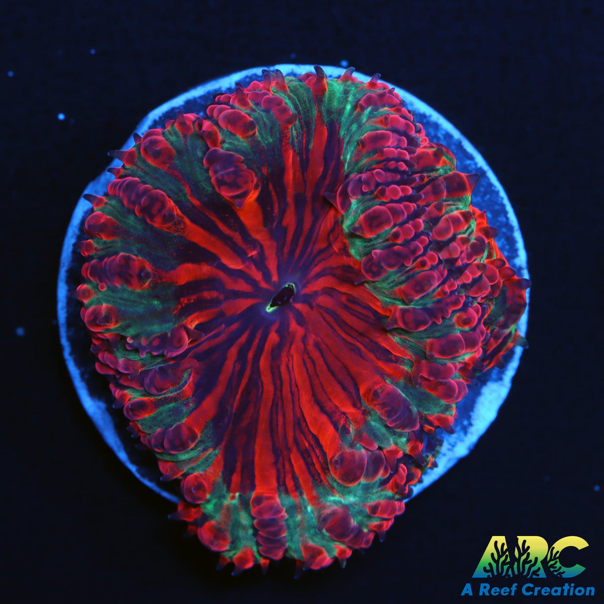 Rainbow Watermelon Blasto