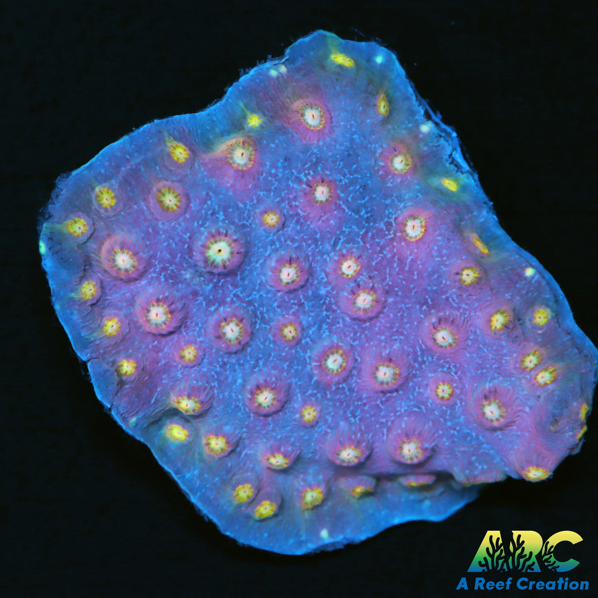 Plating Cyphastrea