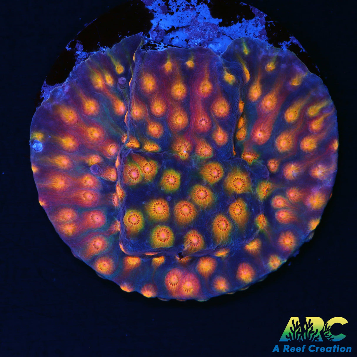 ARC Techno Viking Cyphastrea