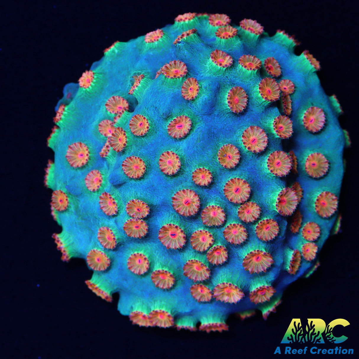 Meteor Shower Cyphastrea