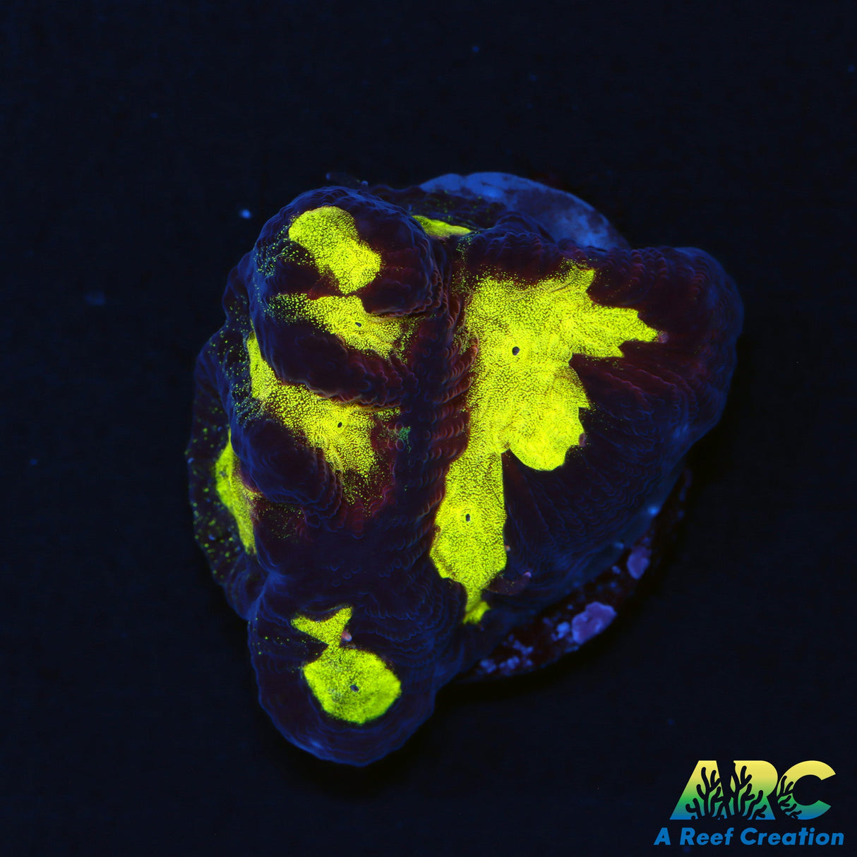 WWC Cosmos Platygyra