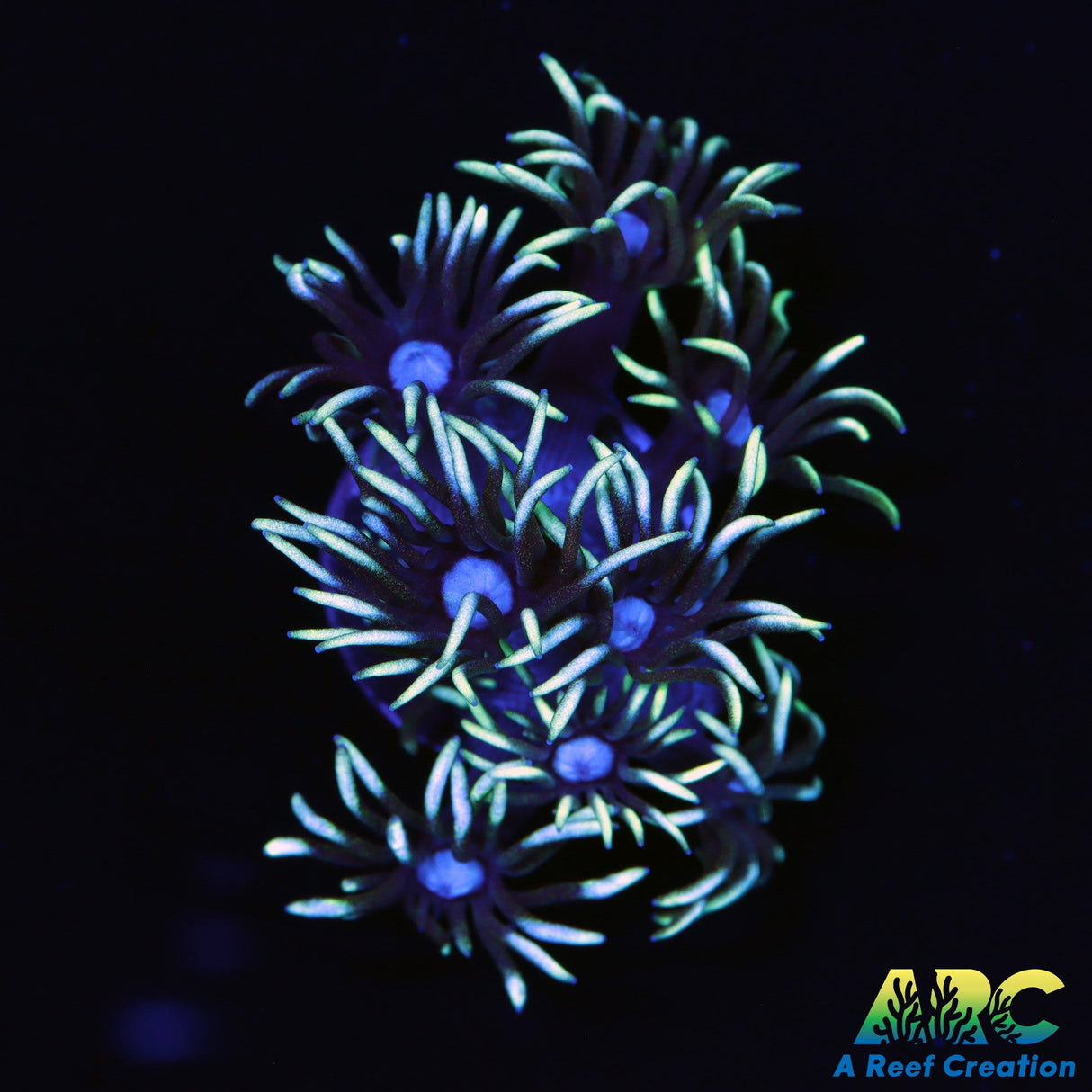 Black Light Goni