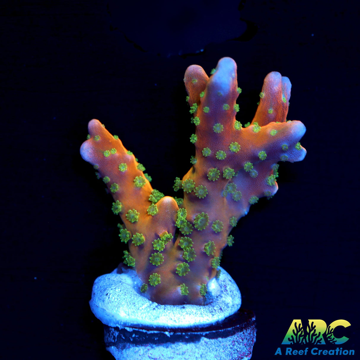 RRC Tropicana Anacropora