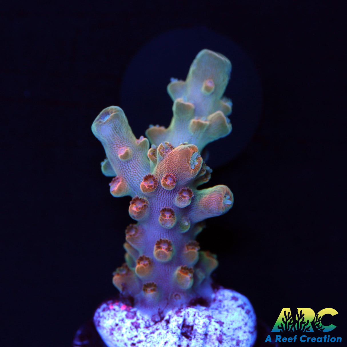 ARC Anthony's Pink Granulosa