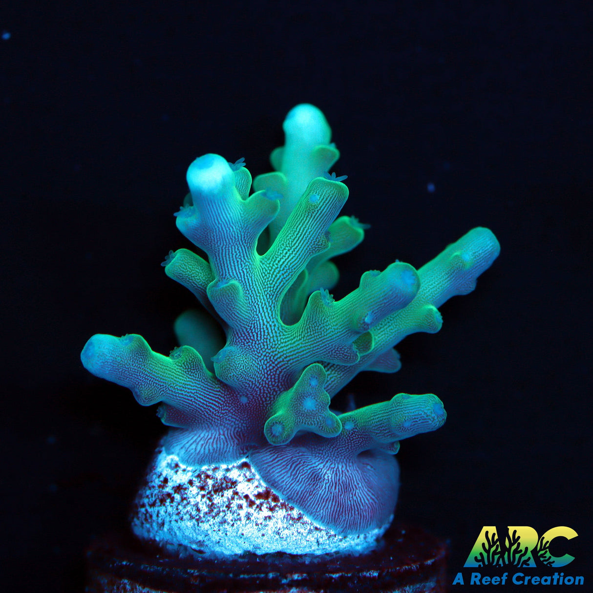 Sanjay's Blue Spruce