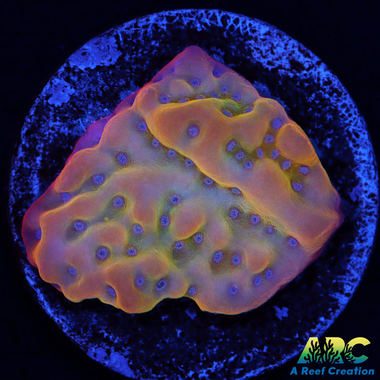 ECC HyperNova Monti