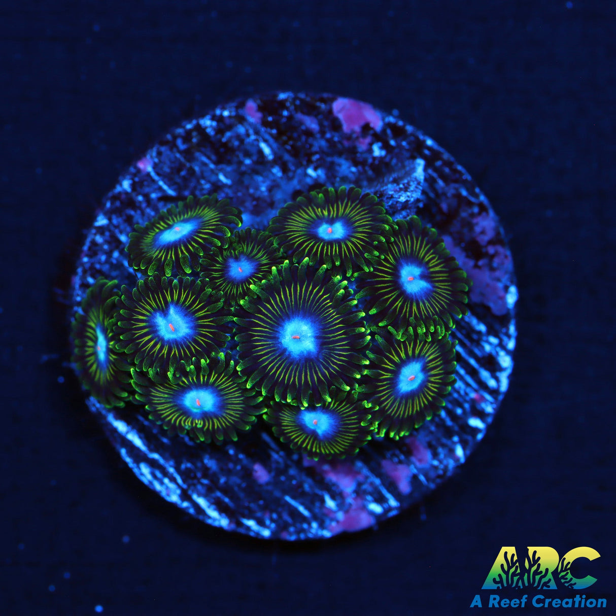 Ice Kings Zoas