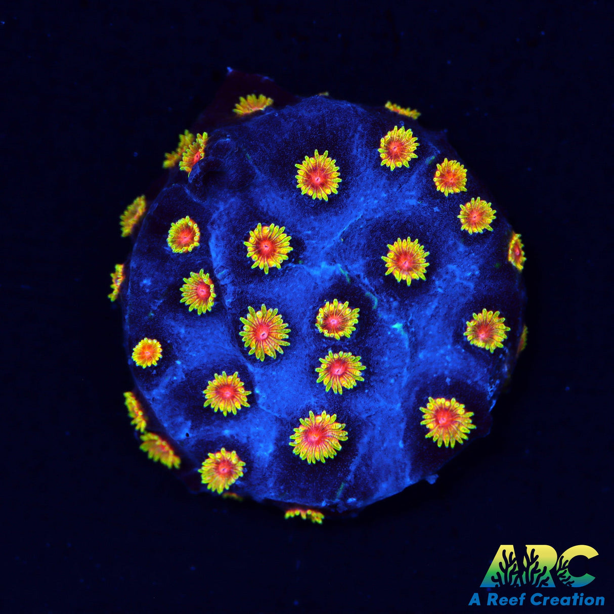 WWC Bizarro Cyphastrea