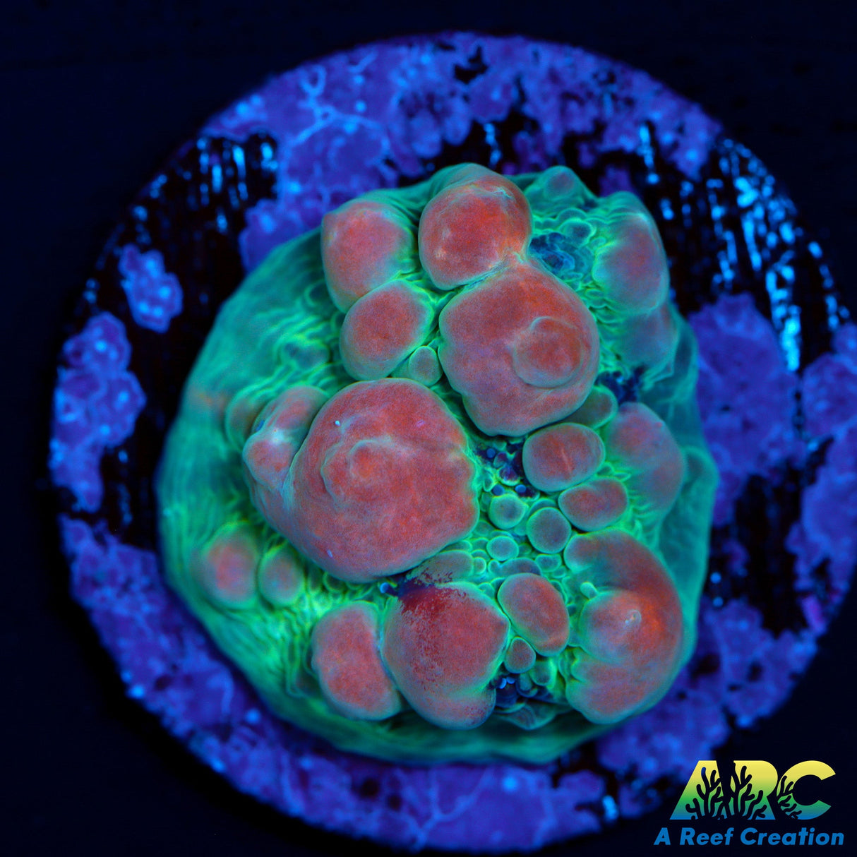 WWC Cosmic Candy Bounce Chalice