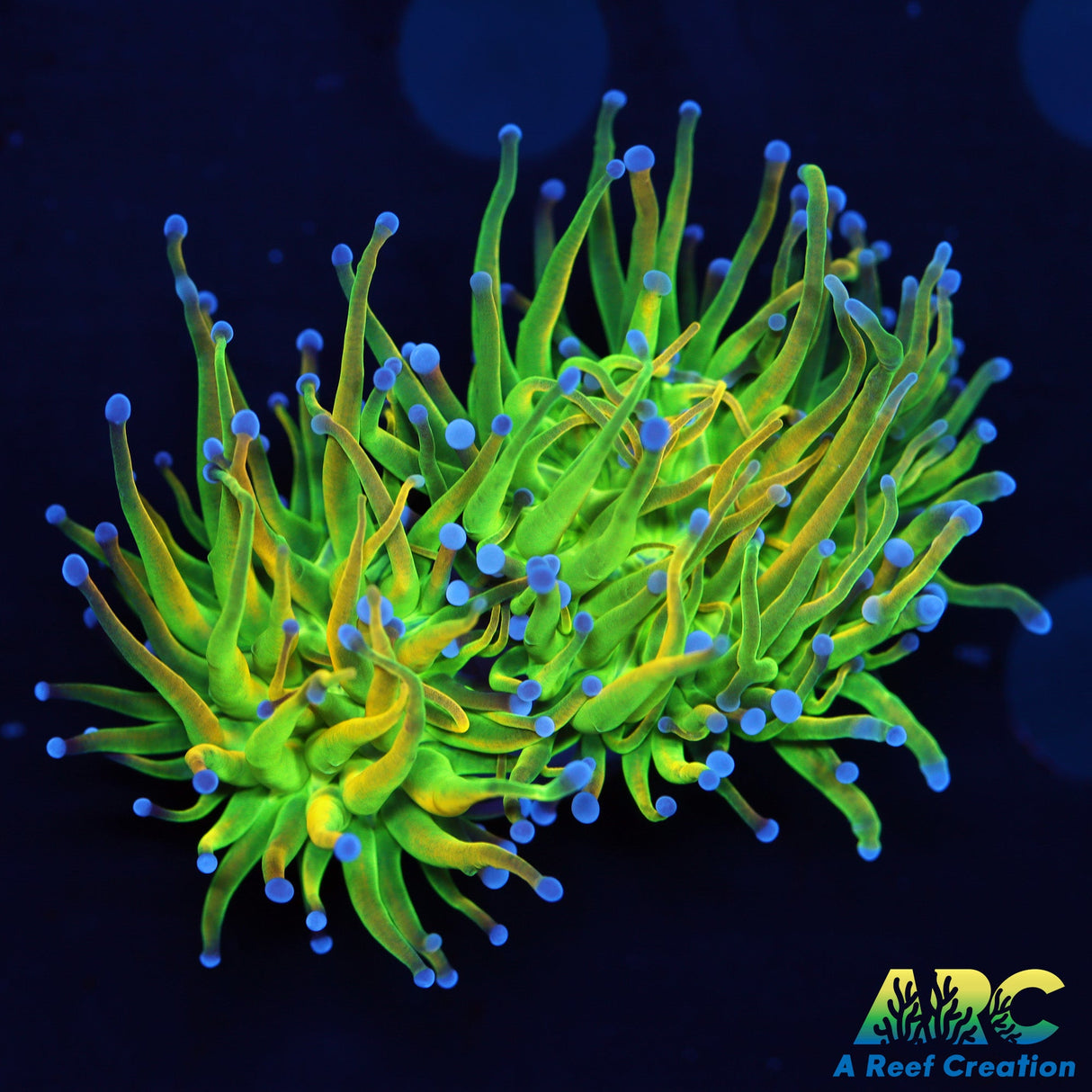 OG Holy Grail Torch Double Head