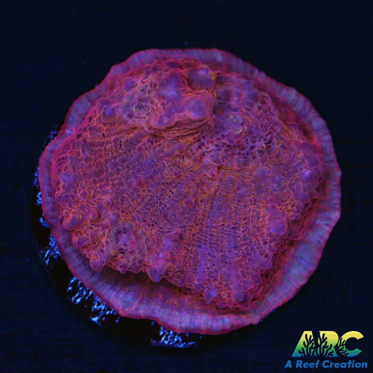 Cool Potential Chalice