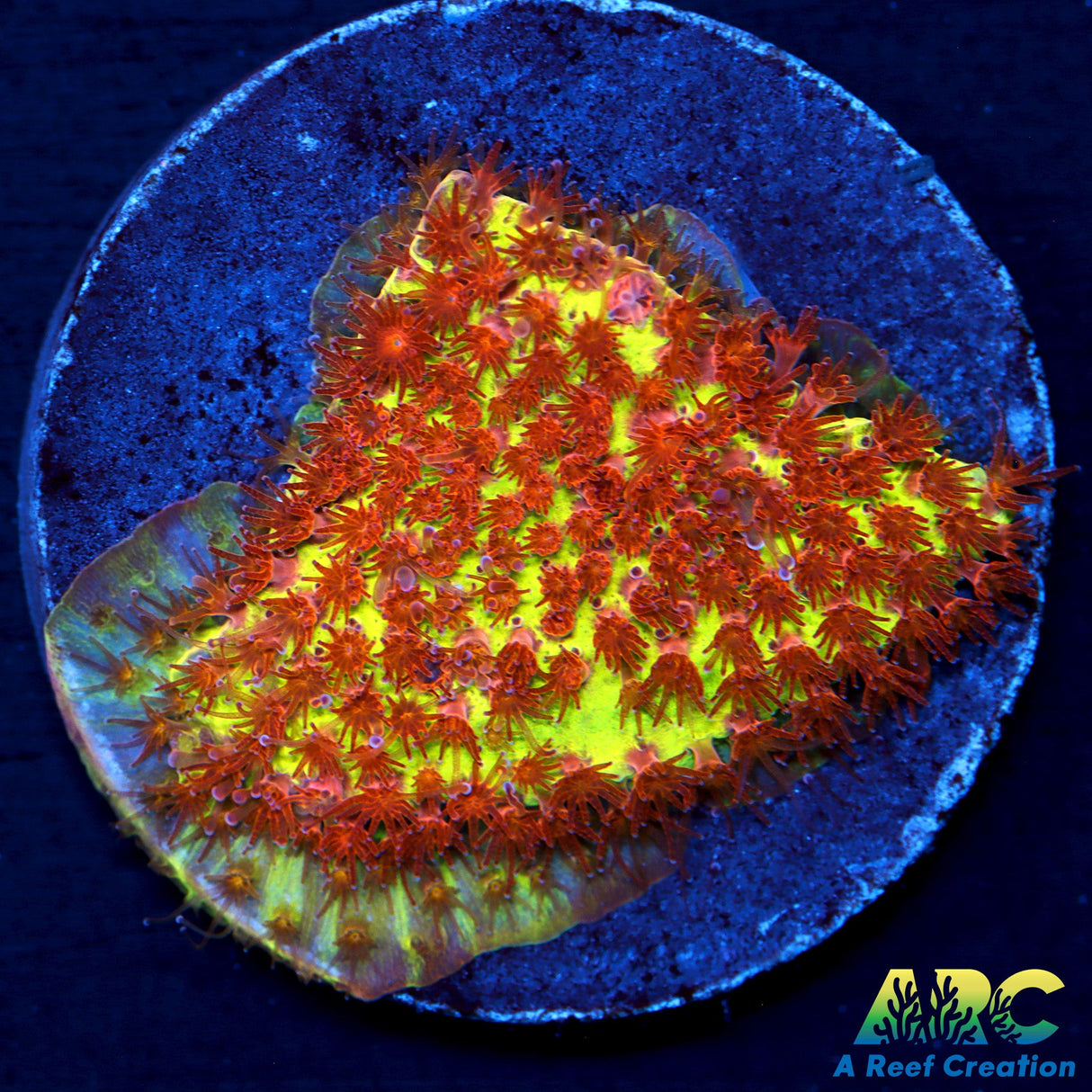 JF Burning Bananas Stylo