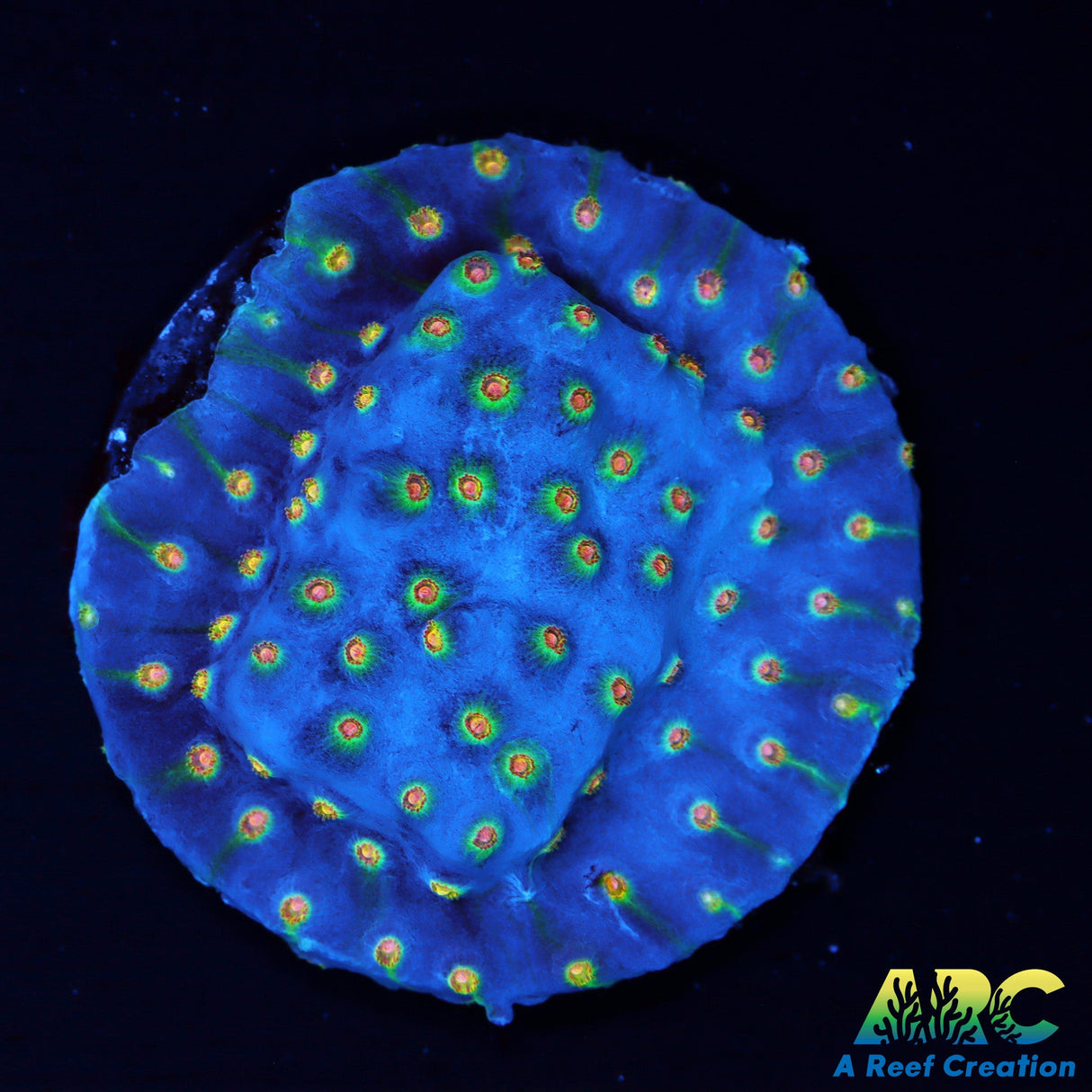 ARC Rick And Mortey Cyphastrea