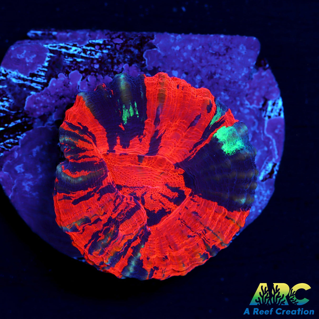 Scarlet Warpaint Scoly Frag