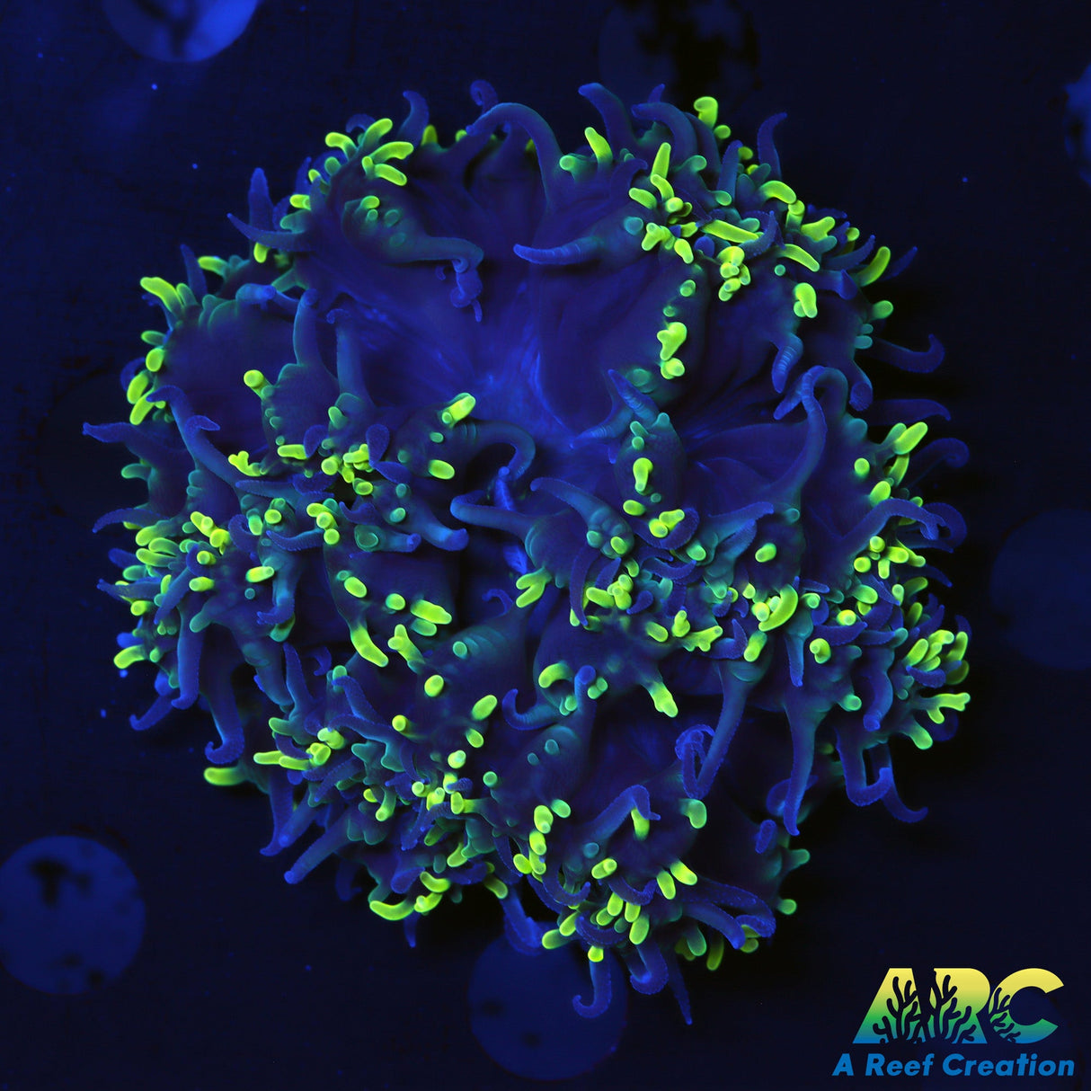 ARC Toothy Bubble Coral