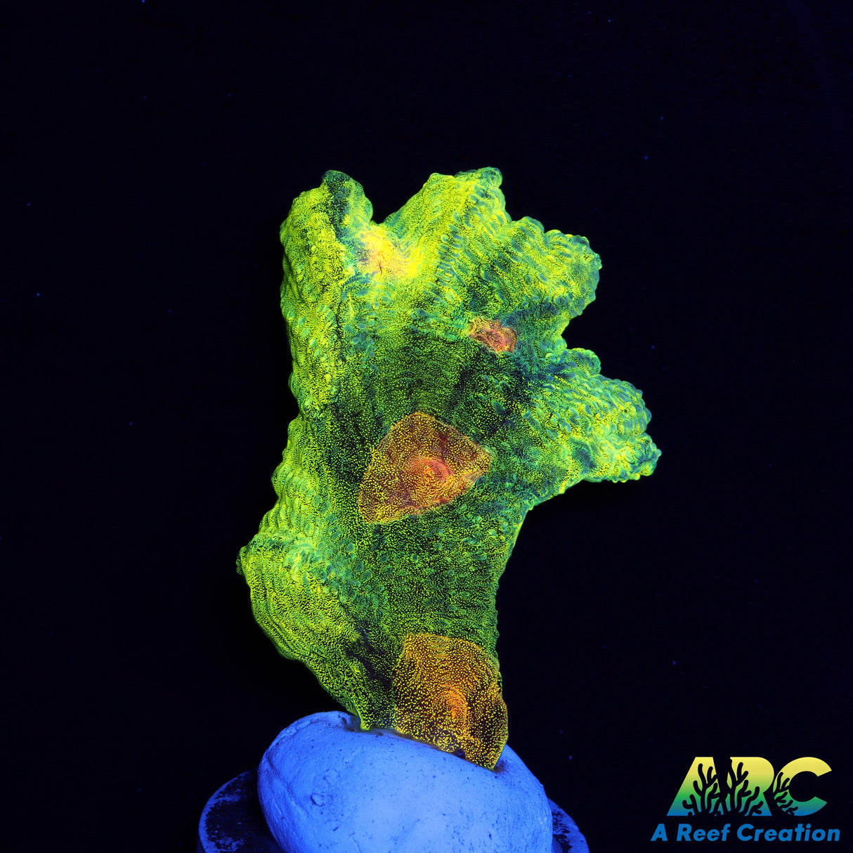 Space Invader Pectinia