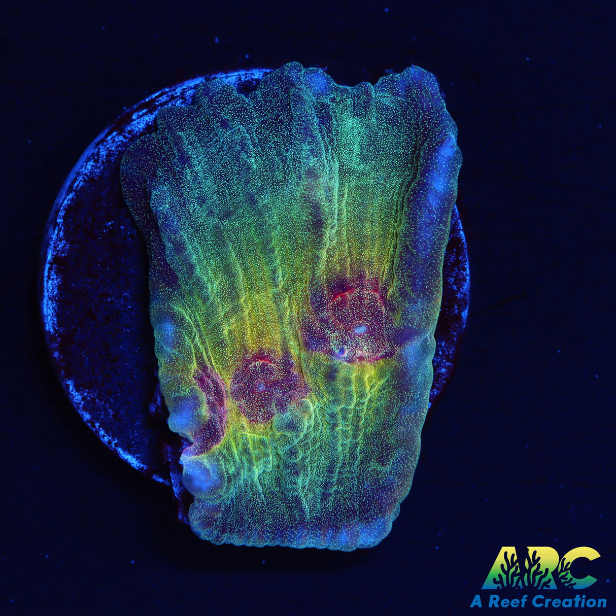 ARC Mayan Sun Pectinia