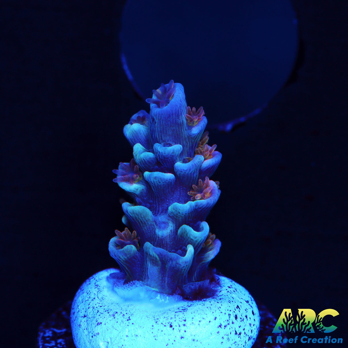 ARC Blue Birds