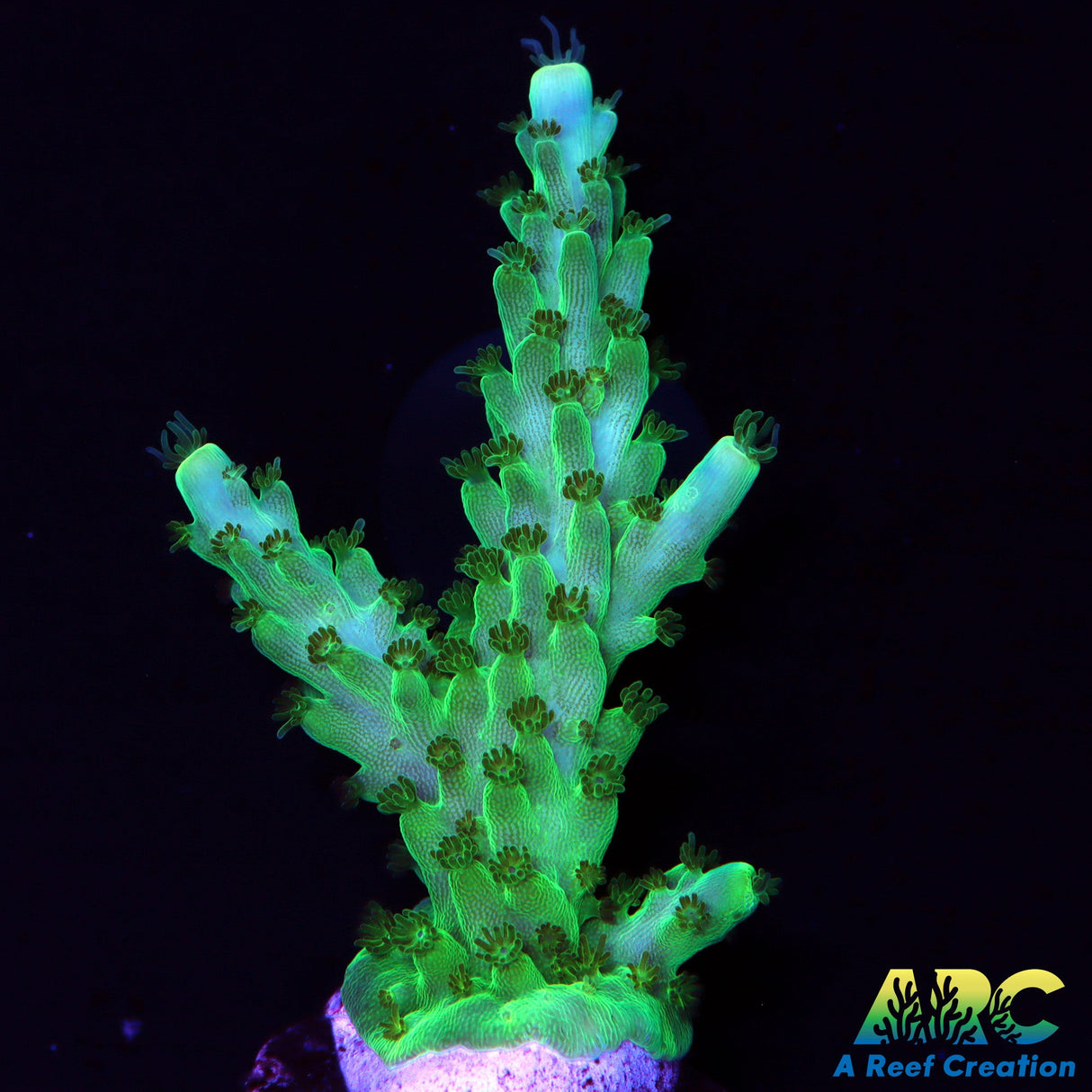 Paletta Tri Color Acro