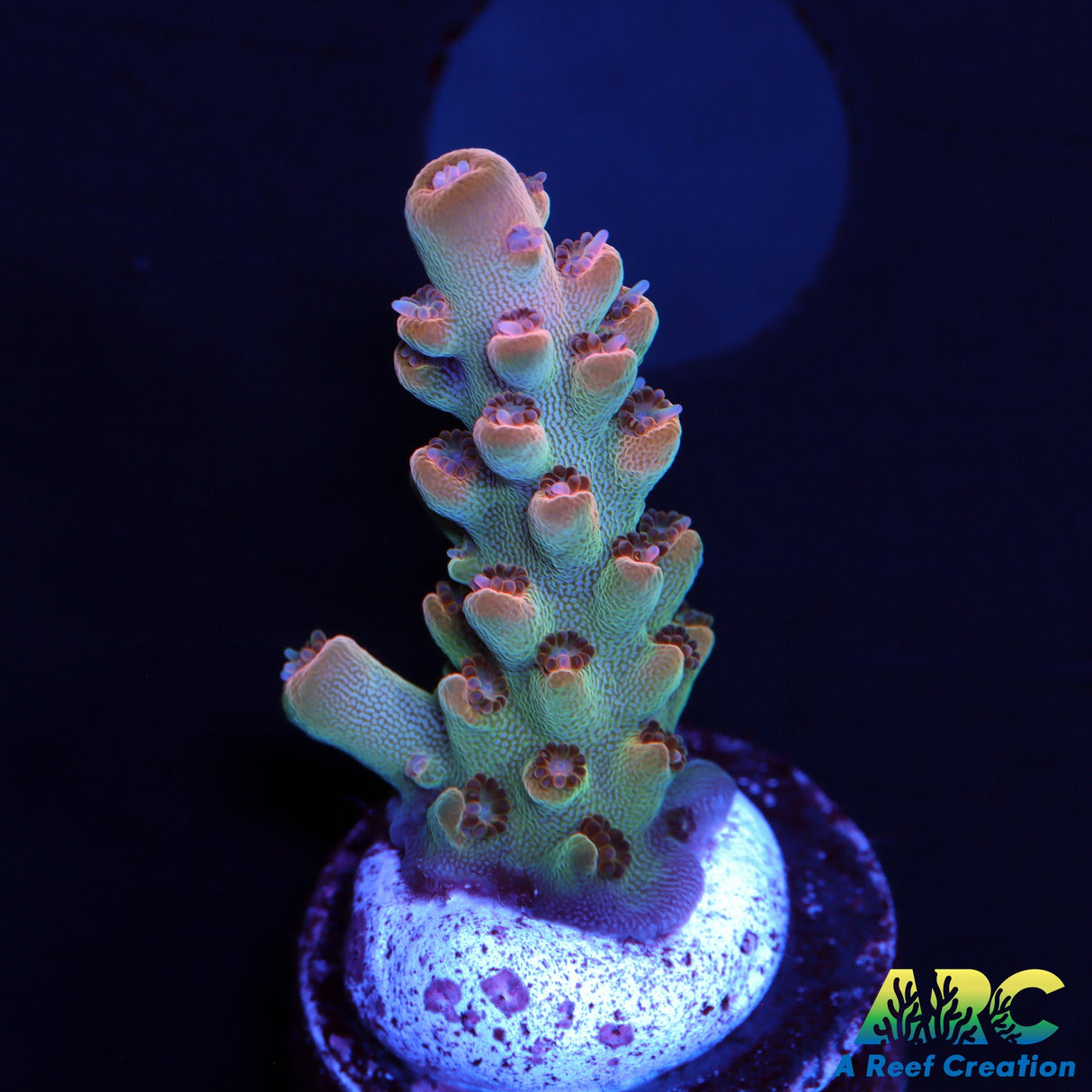 ARC Anthony's Pink Granulosa