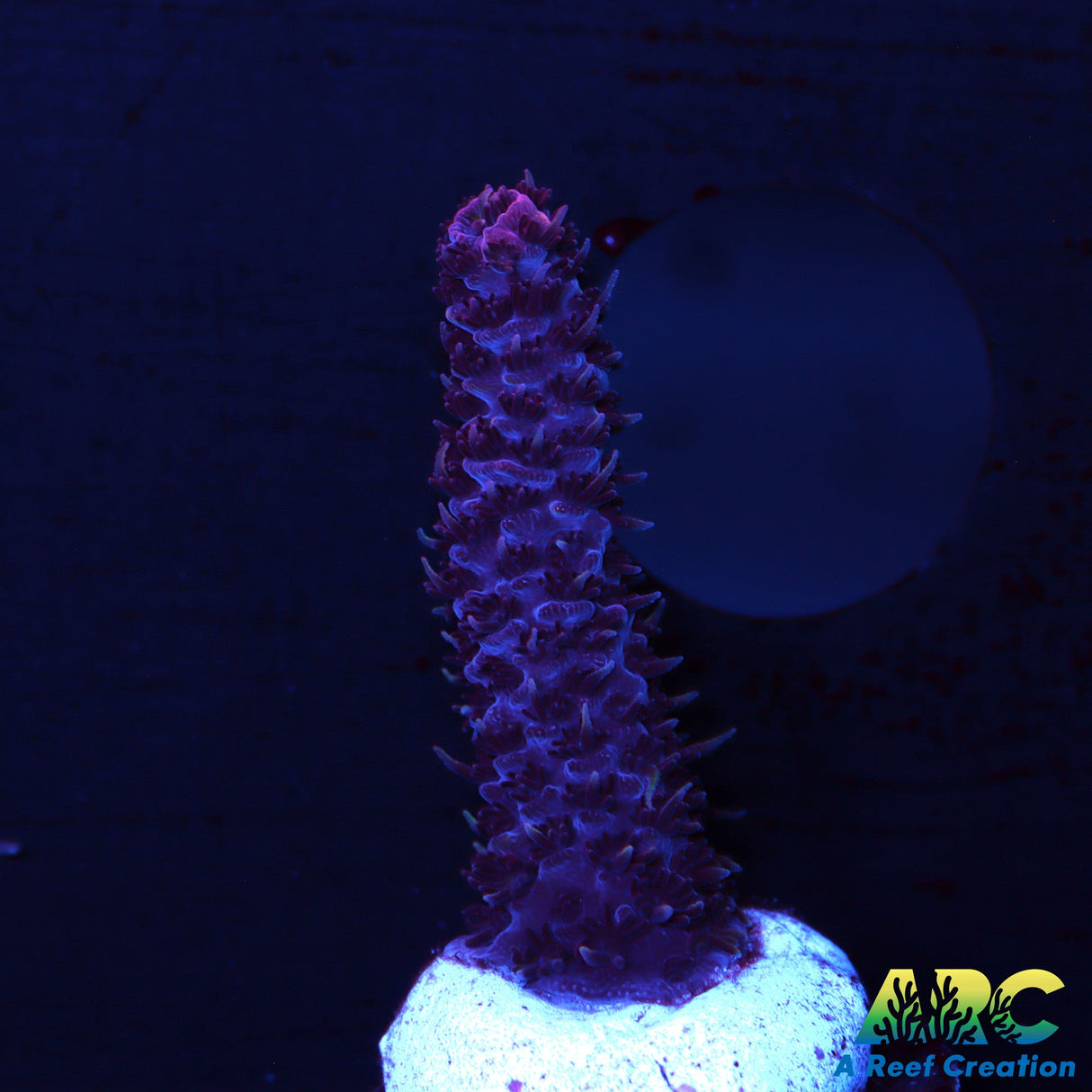 ARC Purple Milli